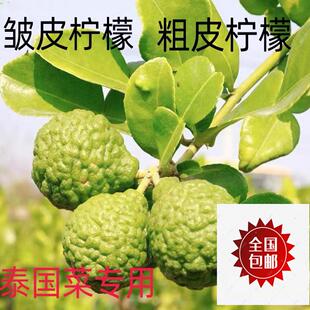 新鲜粗皮柠檬 丑果柠檬 皱皮柠檬 毛里橙泰国菜 马蜂橙250g