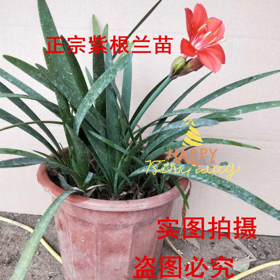 紫根兰花紫根兰开花种球乔治百合大球室内室外阳台庭院盆栽花卉