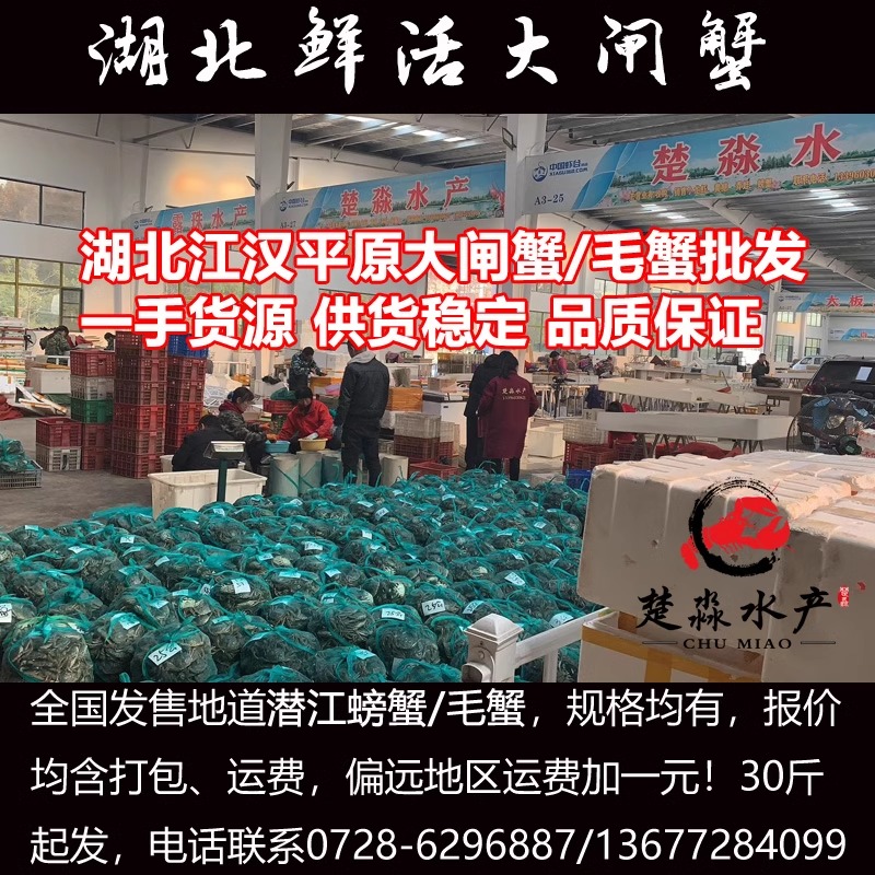 湖北新鲜养殖大闸蟹毛蟹河蟹