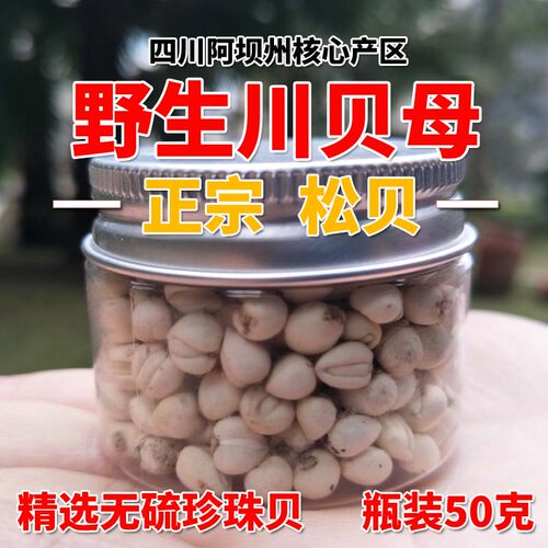 正宗川贝母四川阿坝野生松贝松潘川贝粒川贝粉尖贝颗粒炖雪梨特级