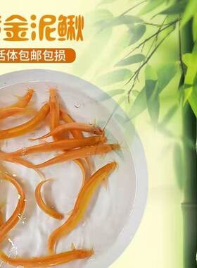 黄金泥鳅清道夫鱼观赏鱼