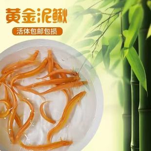 黄金泥鳅清道夫鱼观赏鱼冷水鱼好养活鱼缸清洁工金龙鳅金色泥鳅鱼