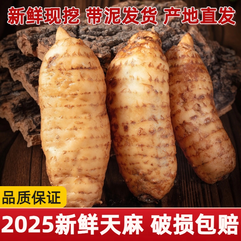 天麻新鲜现挖陕西秦岭高山天麻