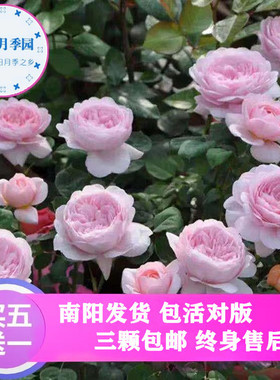 南阳伊诺月季基地爬藤藤本花苗多季开花好养浓香勤花丰花大花