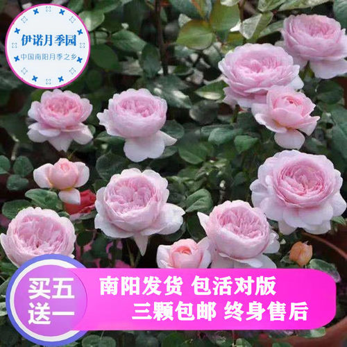 南阳月季爬藤大花多花多季节开花