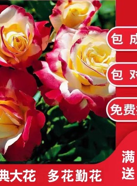 南阳伊诺月季国月大花灌木浓香庭院丰花多头盆栽地栽