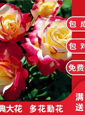 南阳月季超级大花多花