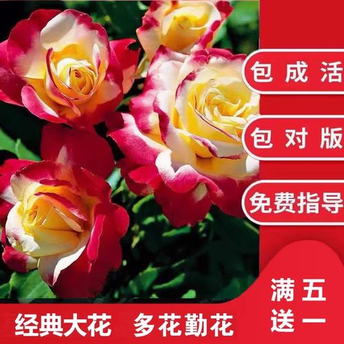 南阳月季超级大花多花