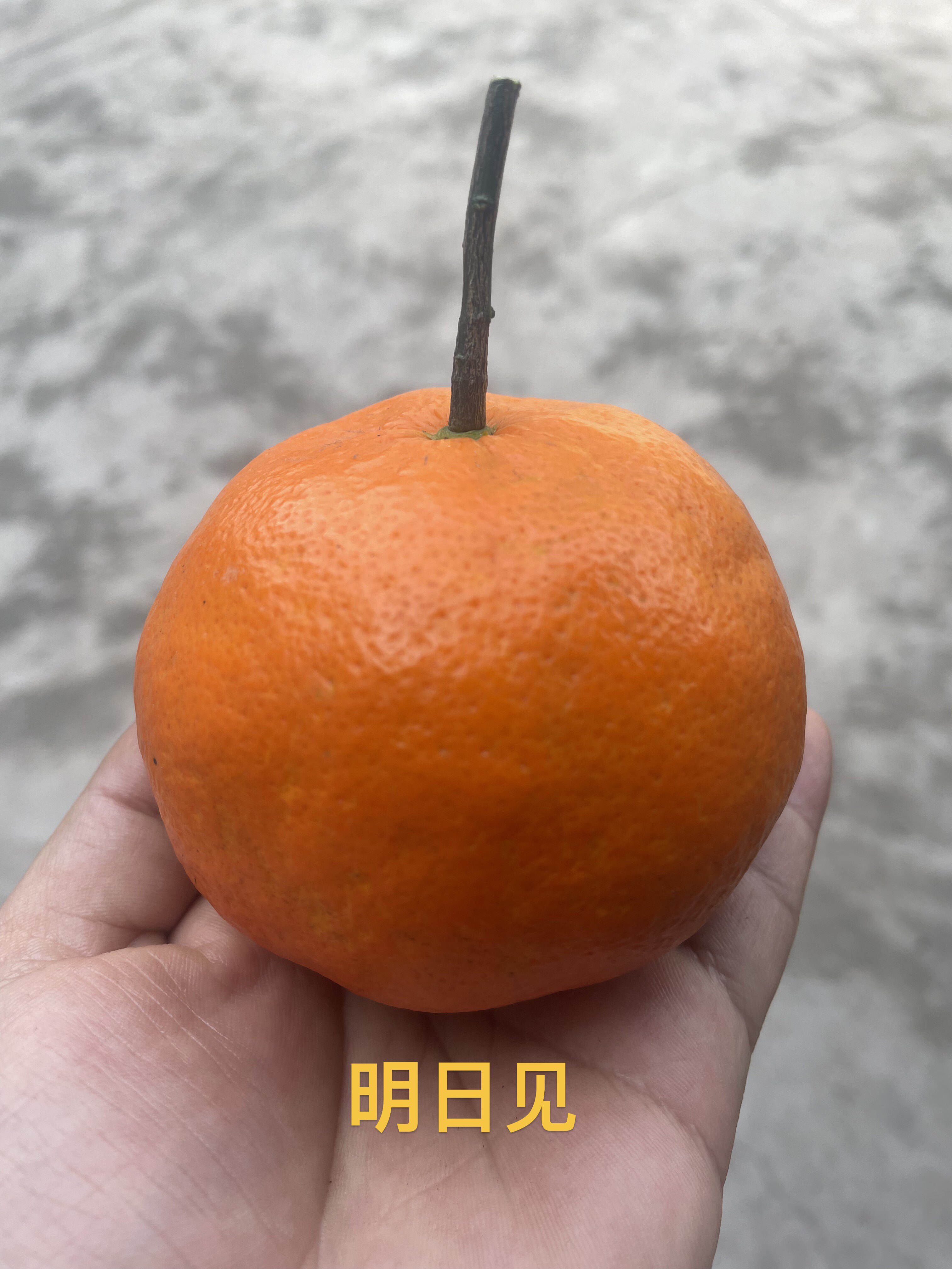 四川苏轼故乡一眉山柑橘一青神柑橘（柑平/明日见）5/8斤