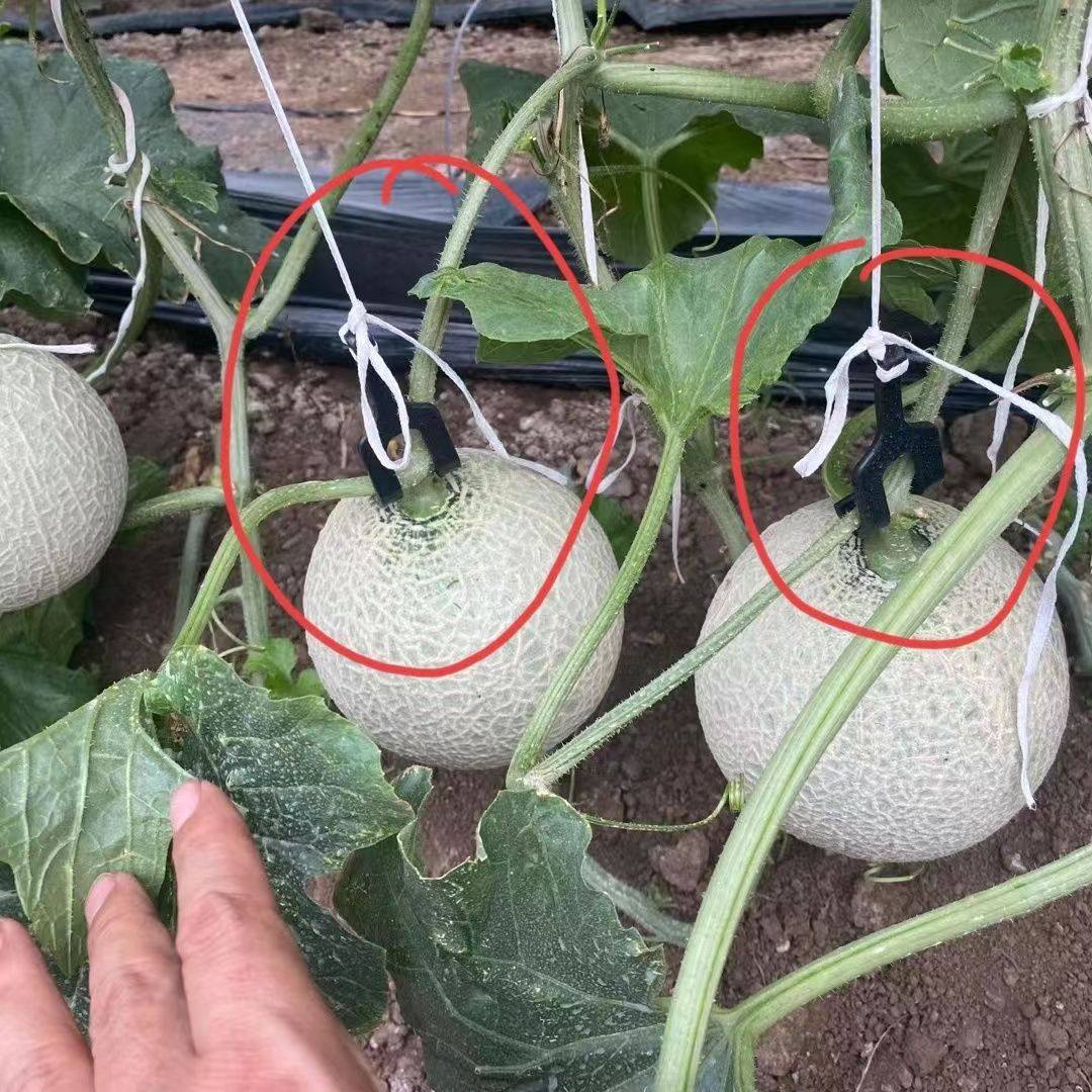 网纹瓜吊挂钩哈密瓜玉菇甜瓜纹珑瓜伊丽莎白专用挂钩塑料果穗钩子 - 实物图