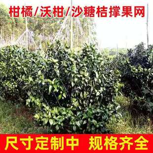 沃柑撑果网柑橘砂糖橘挂果网沃柑吊果网果树吊果网撑果网种植农用