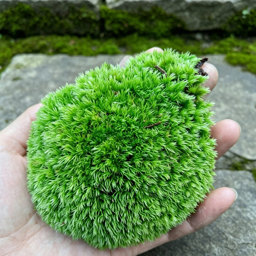 微景观生态瓶diy造景干白发藓水陆缸造景铺面绿植装饰布置小苔藓