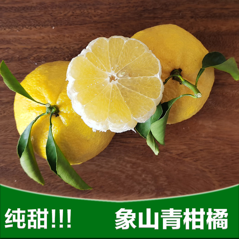 正宗象山青柑橘春香青子柚纯甜无酸低糖不上火