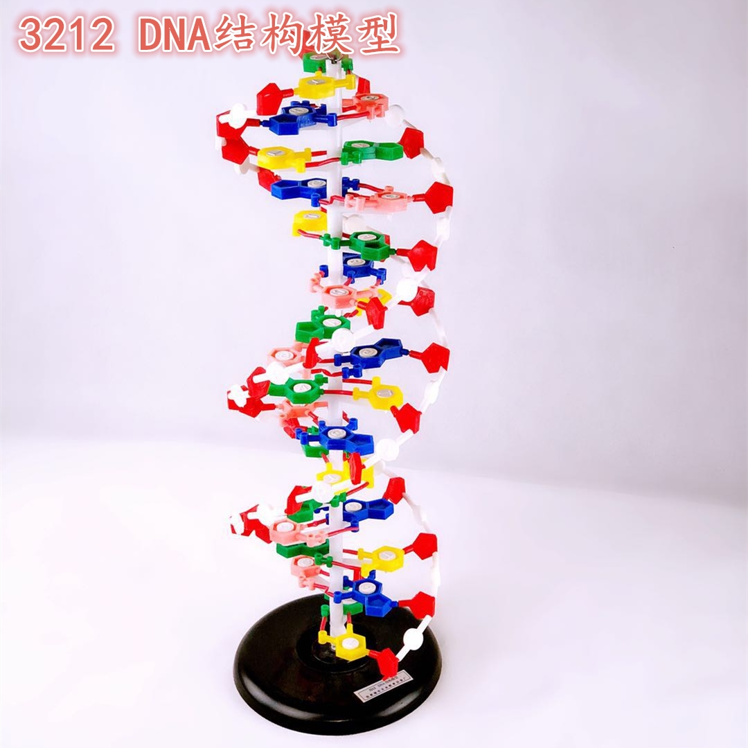 大号DNA双螺旋结构模型带底座可旋转高60cm生物遗传基因实验器材