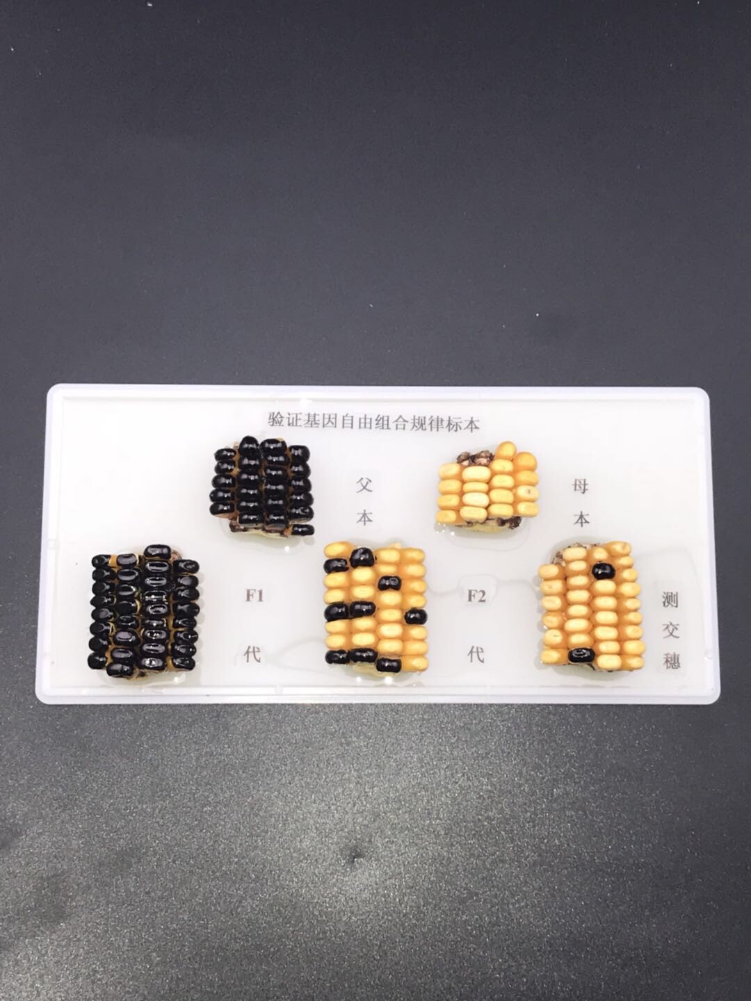 j4137验证基因自由组合规律玉米标本玉米穗生物实验器材 教学仪器