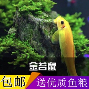 金苔鼠除藻清缸工具鱼吃青苔花斑金台鼠青苔鼠清洁底栖活体清道夫