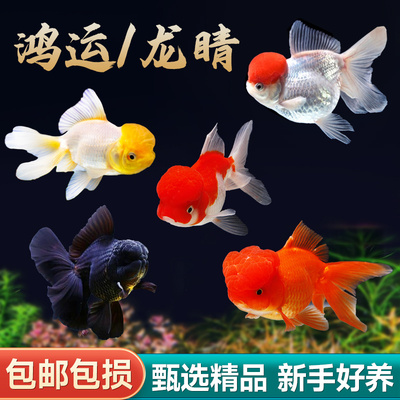 金鱼活体冷水鱼精品观赏鱼鸿运当头淡水好养兰寿菠萝头泰国狮小型