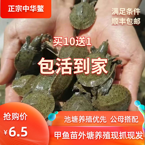 甲鱼苗外塘冷水养殖小甲鱼苗中华鳖苗王八团鱼水鱼苗养殖场地直发