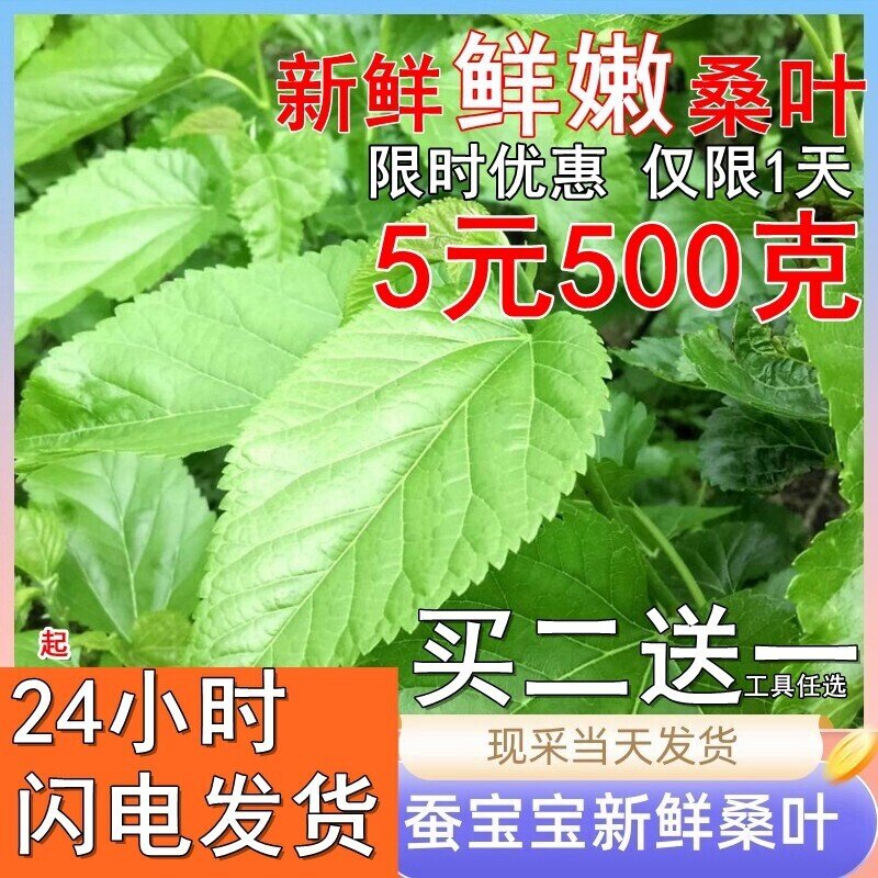 现摘新鲜桑叶大小蚕嫩桑叶鲜嫩蚕蚕宝宝