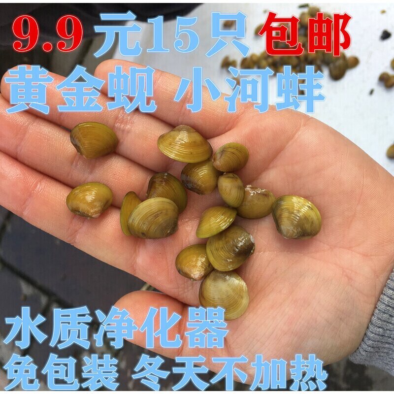 溪蚬迷你小河蚌河蚬贝壳活体淡水冷水野生宠物小型水族除藻观赏螺
