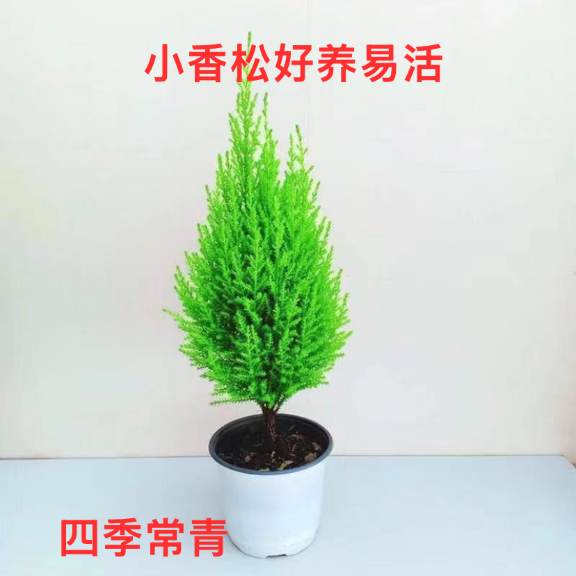 香松盆栽放青松绿植室内花卉办公室懒人好养活植物圣诞树节日礼物