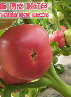 密云生态种植西红柿自然熟新鲜现摘现发适合生吃500g草莓西红柿