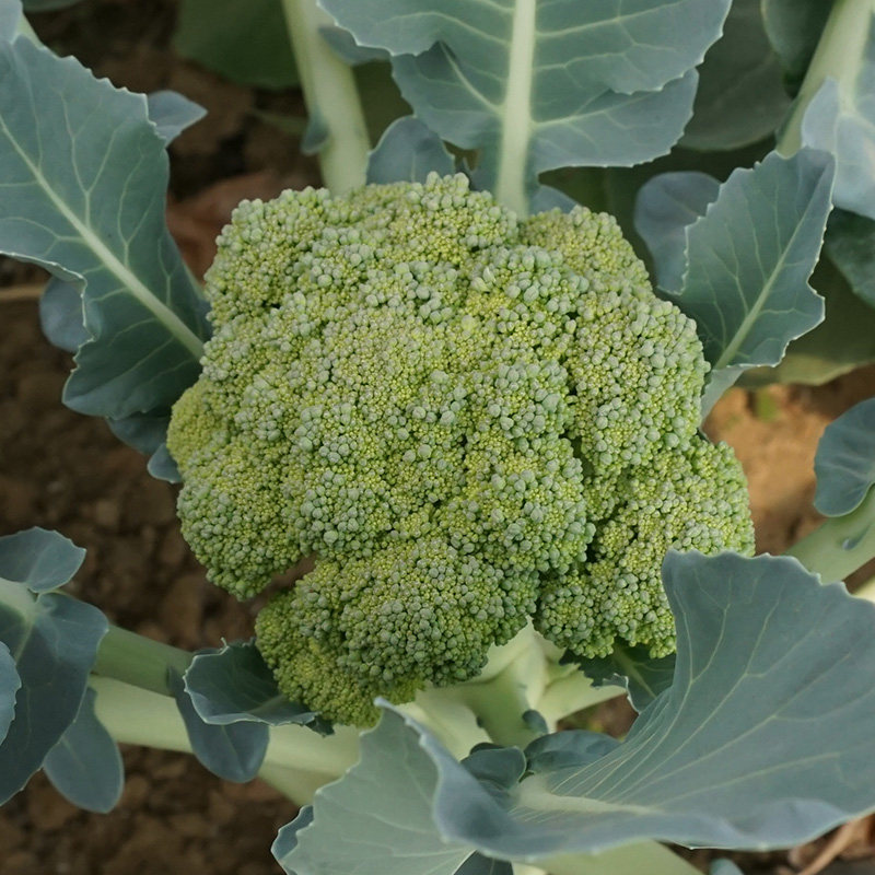 舍客生态种植 西兰花 绿菜花 新鲜蔬菜 不打药 现砍现发 500g