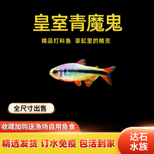 热带鱼淡水容易发色草缸群游