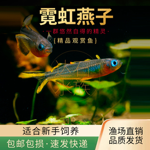 霓虹燕子鱼新郎官珍珠阿鲁橘红燕子灯科鱼热带鱼观赏鱼活体鱼包活