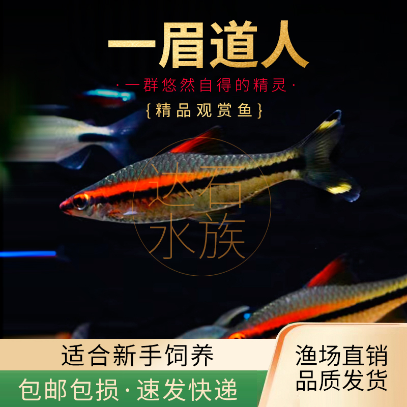 一眉道人鱼适合草缸群游效果好