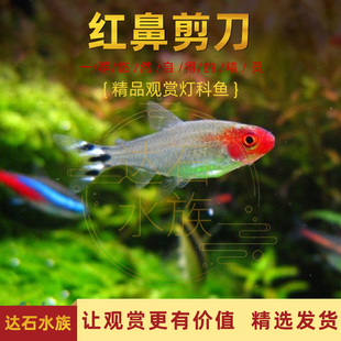 红鼻剪刀鱼红鼻子鱼群游鱼草缸小型热带观赏鱼活体包邮