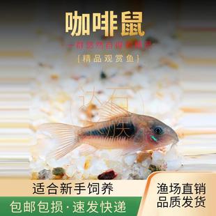 种鱼大号咖啡鼠青铜鼠水草缸底栖鱼清理饲料残渣小型热带清洁鼠鱼