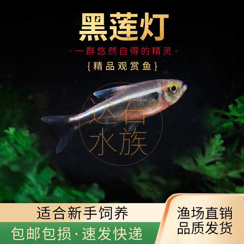黑莲灯鱼活体小型热带观赏鱼红绿灯科鱼草缸群游鱼包邮