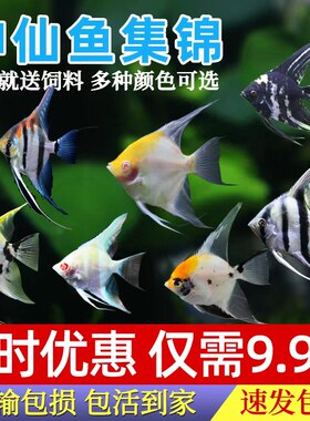 神仙鱼燕鱼草缸易成景