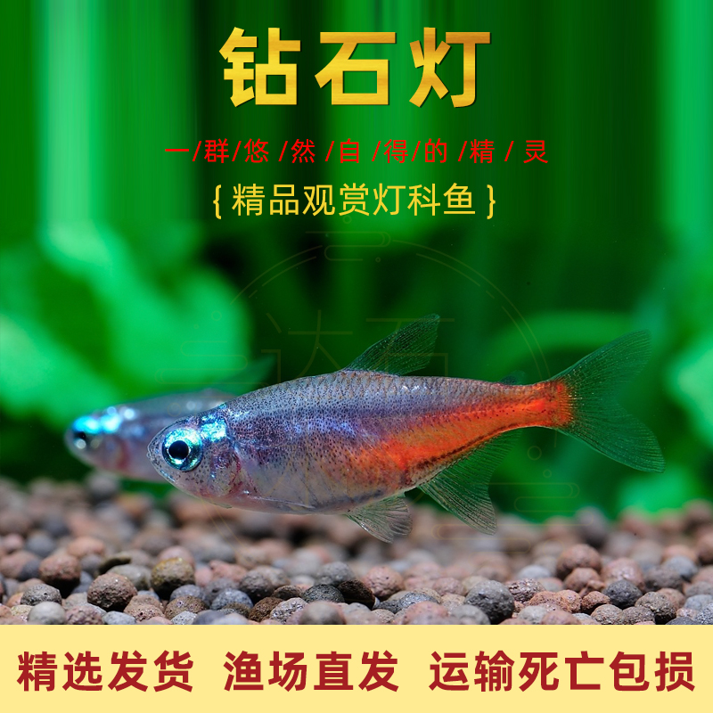 灯科鱼适合草缸热带淡水小型鱼