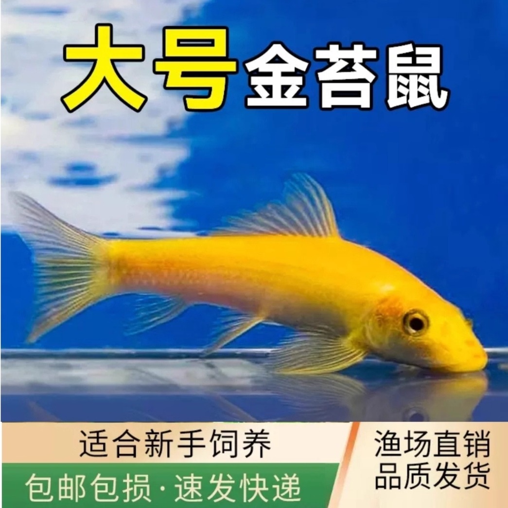 金苔鼠鱼缸除藻鱼清洁鱼