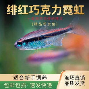 绯红巧克力霓虹小型灯鱼热带鱼南美高端草缸鱼观赏鱼