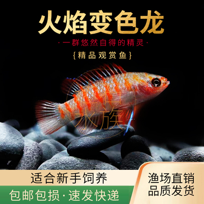 火焰变色龙热带观赏鱼草缸