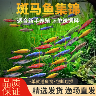 热带观赏鱼荧光斑马鱼孔雀鱼灯科红绿灯鱼小型活鱼冷水鱼淡水好养