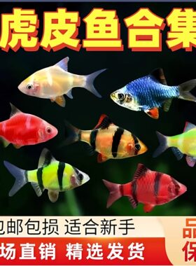 热带鱼活体虎皮四间群游鱼