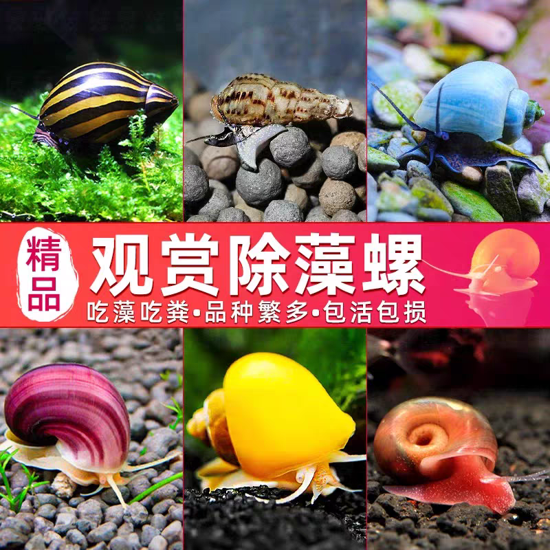 黑金刚螺除藻利器清洁草缸工具