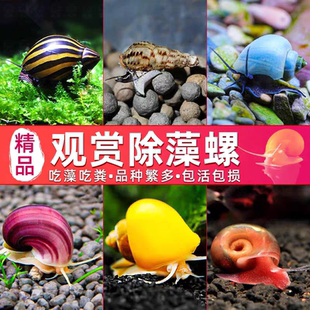 黑金刚螺观赏螺草缸除藻清洁鱼刷缸神器强效除藻工具活体包邮