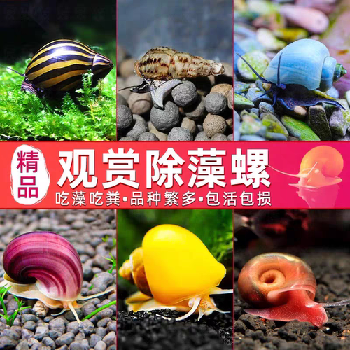 黑金刚螺除藻利器清洁草缸工具