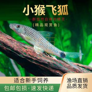 小猴飞狐鱼黑线一线金线飞狐草缸除黑毛藻强力除藻底栖工具鱼活体