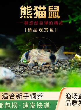 熊猫鼠鱼清洁工具鱼底栖鱼除藻