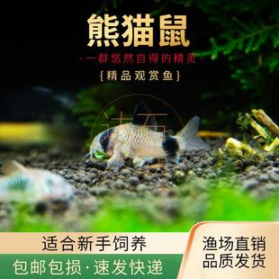 熊猫鼠鱼清洁工具鱼异型鱼清道夫清理鱼缸除藻底栖鱼除藻活体