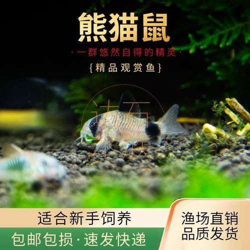 熊猫鼠鱼清洁工具鱼底栖鱼除藻
