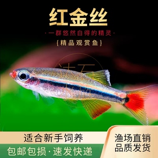 白云金丝鱼瑰丽金丝鱼大帆金丝草缸小型观赏鱼灯科鱼淡水鱼冷水鱼