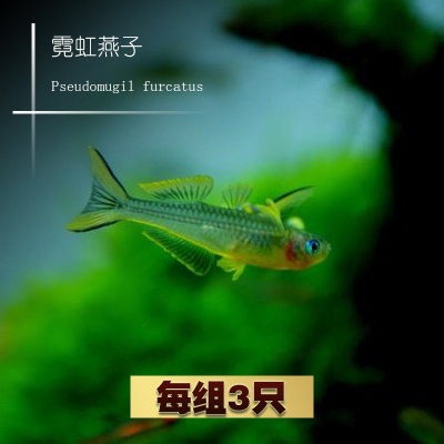 霓虹燕子 进口热带观赏鱼缸草缸上层灯鱼群游新郎官活体