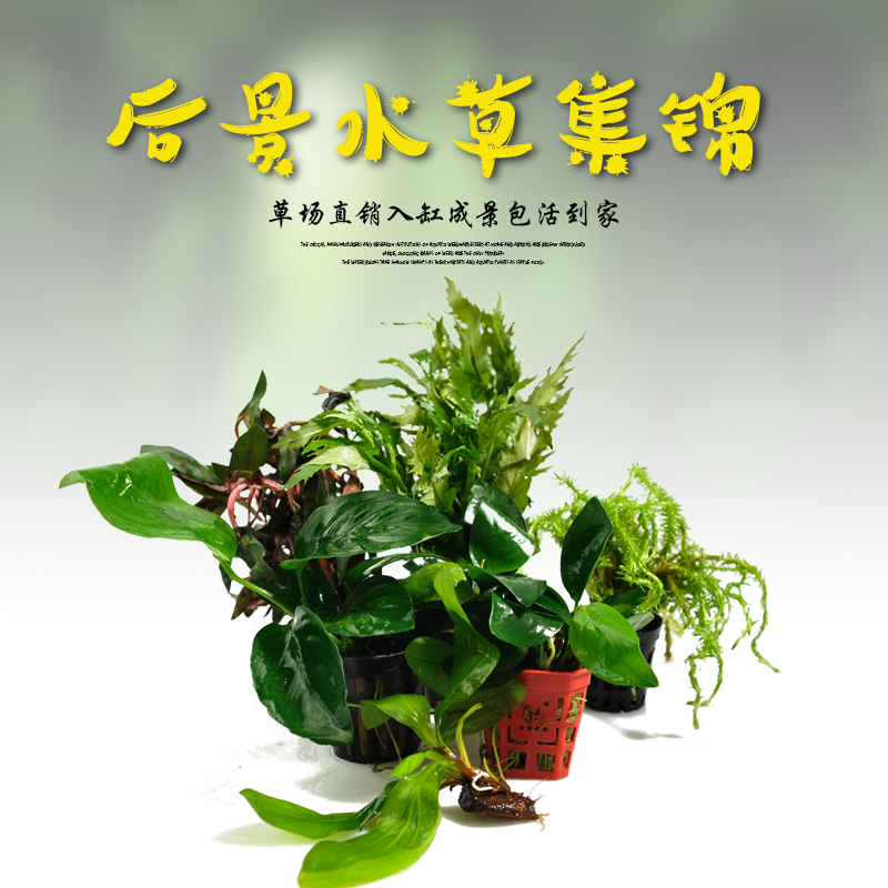 水草水溶植物活体莫斯